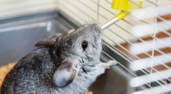 Kolik vodních nápojů chinchilla, proč odmítá vodu